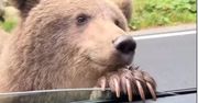 Próbował pogłaskać niedźwiedzia. Wszystko nagrał