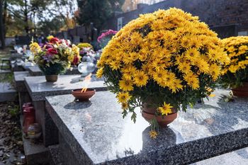 Bije na głowę chryzantemy. Przetrwa nawet atak zimy