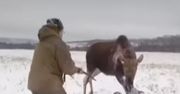 Brutalny atak łosia na myśliwego. Szokujące wideo obiegło sieć