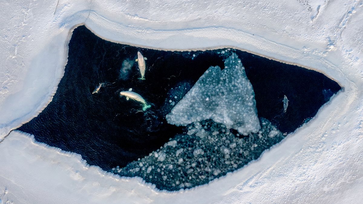 Natura jest zachwycająca. Takie sceny widać niezwykle rzadko 1