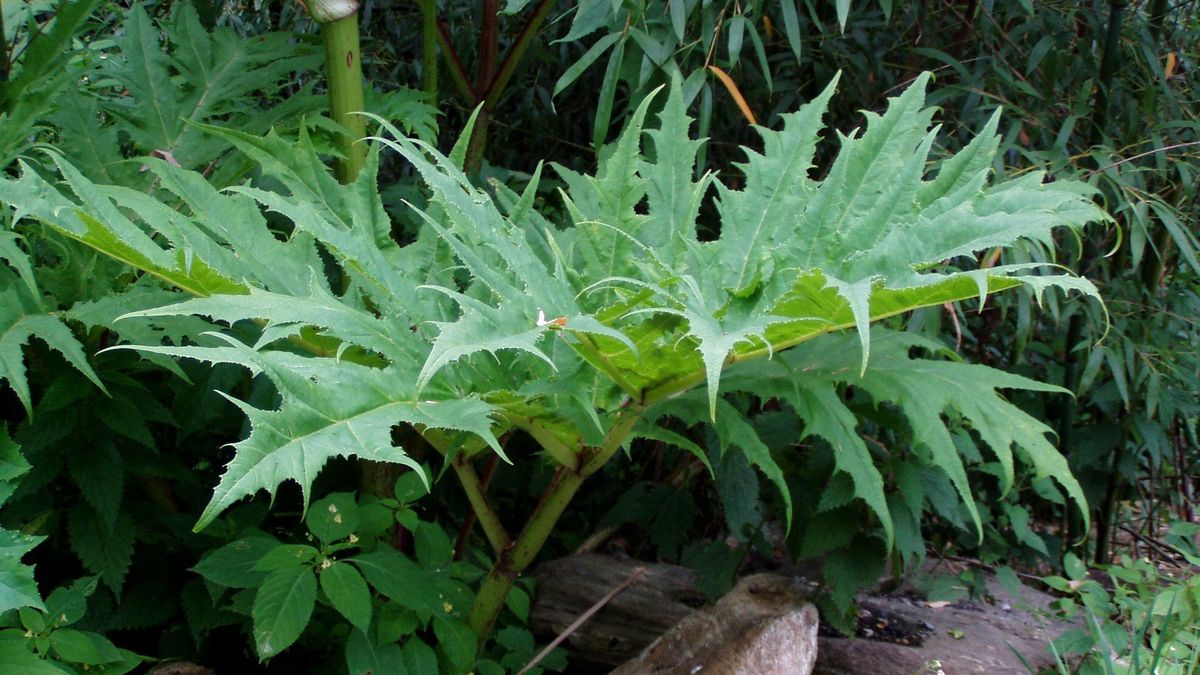 Barszcz kaukaski od barszczu sosnowskiego różnią ostro zakończone liście