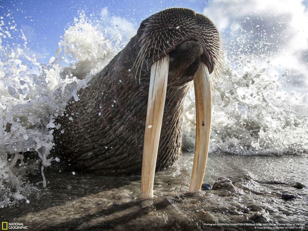 Fotografie natury, która nie przestaje zachwycać. Oto finałowe prace konkursu National Geographic Nature Photographer of the Year 2016 7
