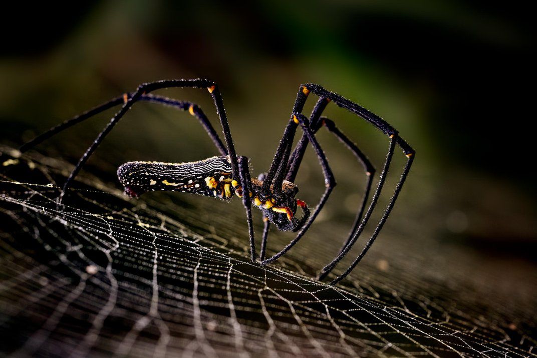 Zdjęcia finalistów Smithsonian Photo Contest zachwycają pięknem i różnorodnością życia 8