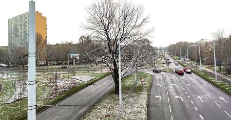 Dąb z Lublina w finale konkursu na Drzewo Roku 2021