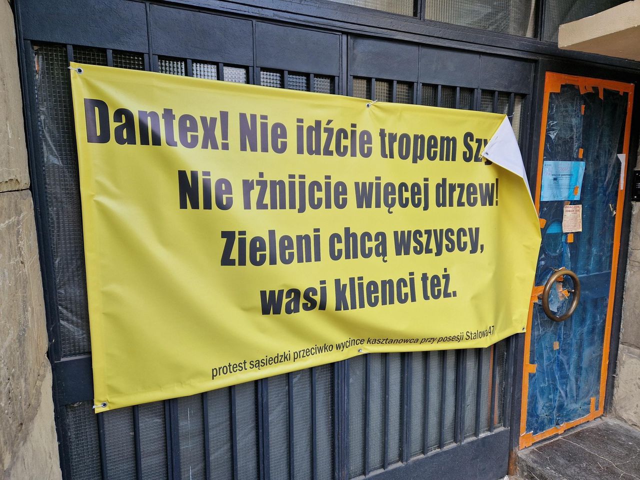 Deweloper chce wyciąć stare drzewo. Mieszkańcy protestują