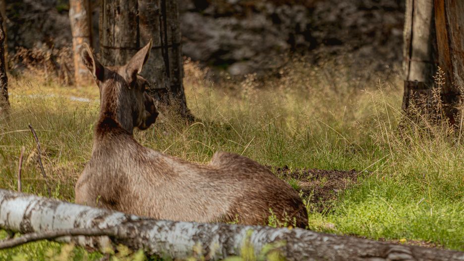 Zdaniem leśników w niektórych regionach Polski łosi jest zbyt du