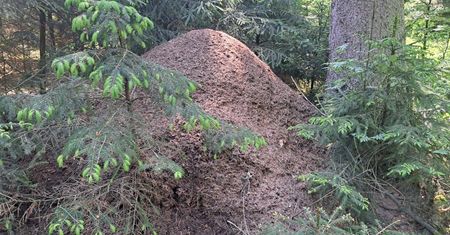 50 cm w 5 lat. Leśnik pokazał piramidę w środku lasu