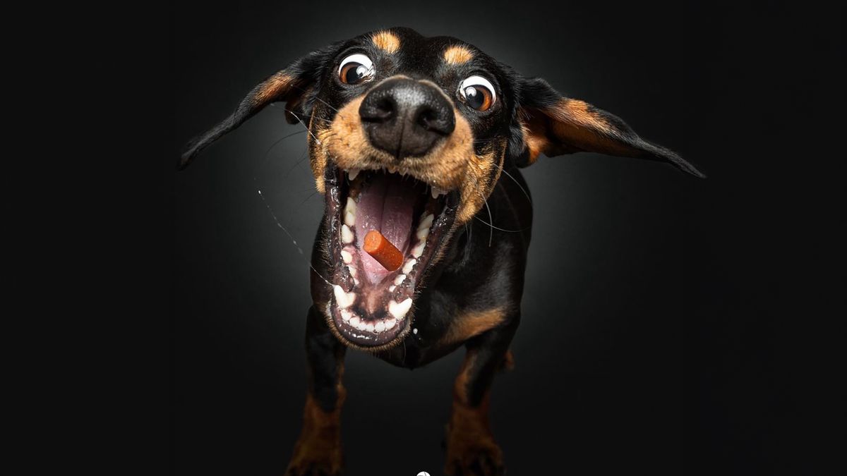 Uroczy jamnik łapiący smaczka.