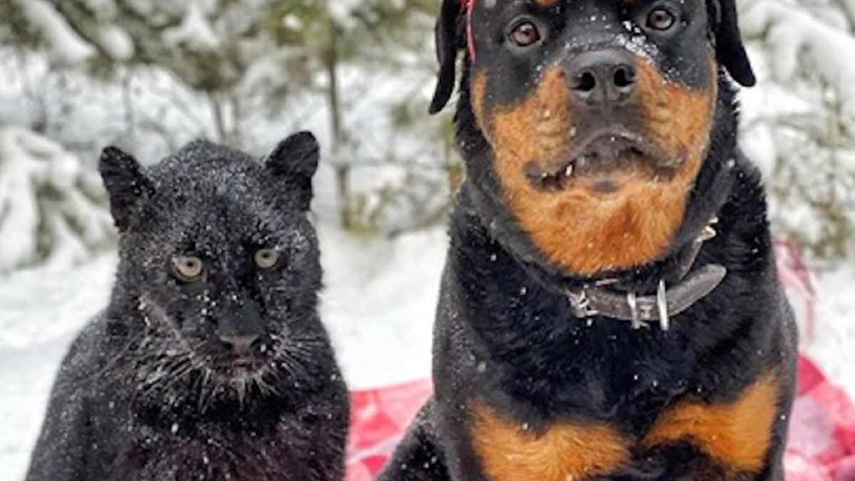 Pantera i pies bardzo się przyjaźnią.