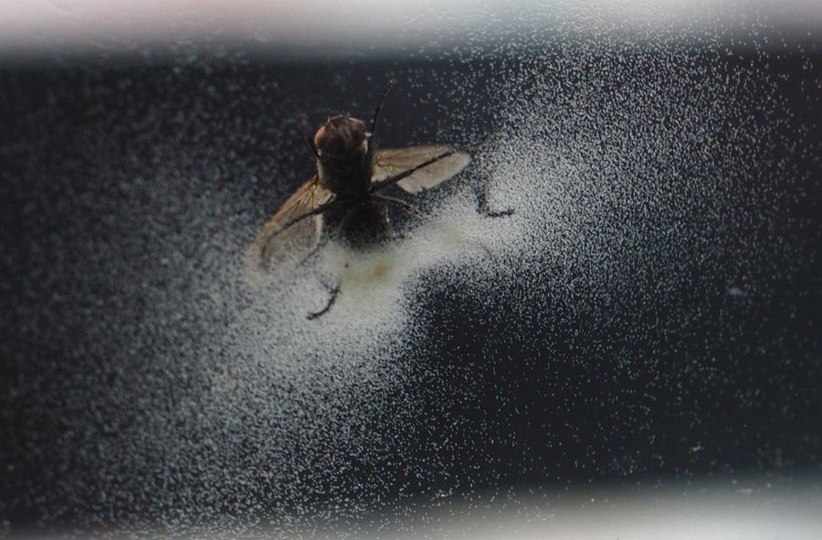 Muchy zainfekowane przez owadomorka muszego czeka dramatyczny koniec