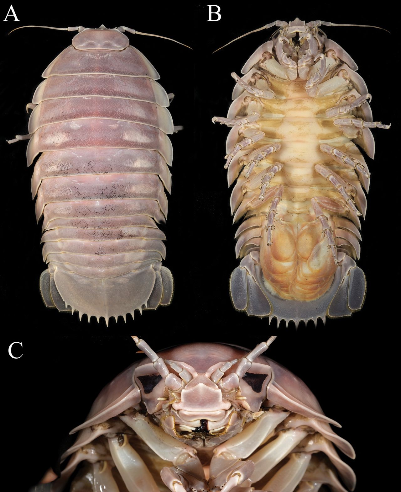 Bathynomus vaderi - z artykułu czasopisma naukowego "ZooKeys"