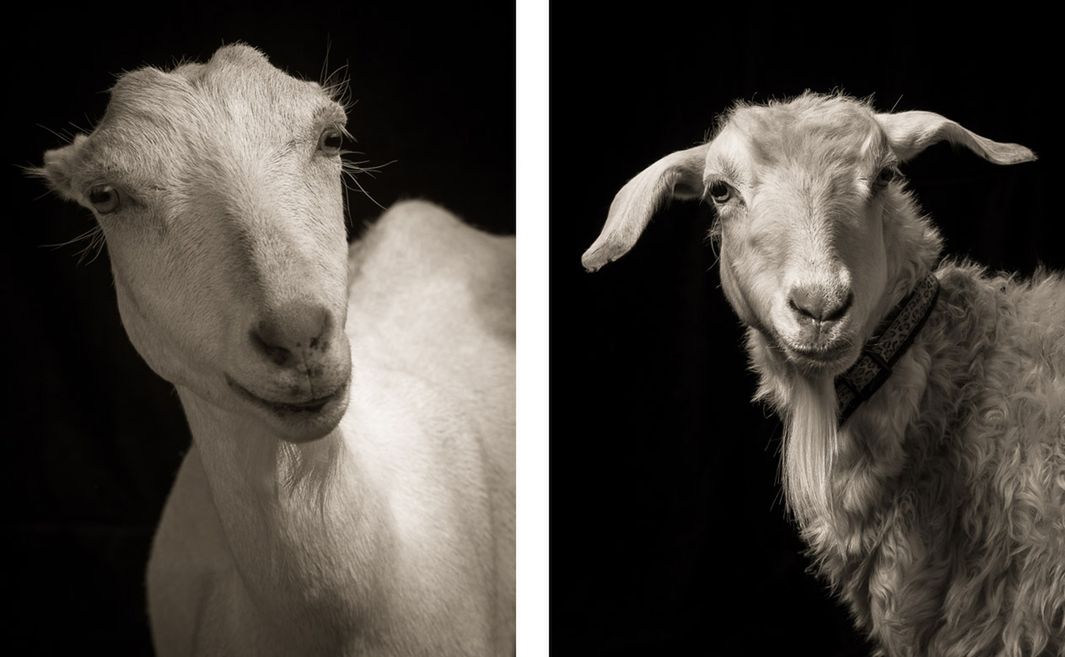 W swojej niezwykłej serii „Chattel" Horan sfotografował w studiu owce i kozy pokazując je z zupełnie nieznanej strony.