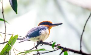 Sukces w świecie nauki. W naturze widziano go ostatnio lata temu