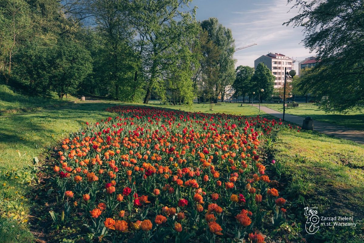 Warszawa. Jeszcze kwitną niezwykłe tulipany w parku Kazimierzowskim. Warto tu jednak zajrzeć później - czeka tu wiele botanicznych atrakcji 