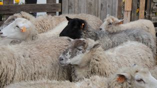 Opolskie: Ujawniono ognisko BTV. Ograniczenia są też śląskim powiecie