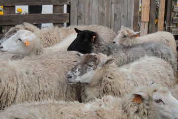 Opolskie: Ujawniono ognisko BTV. Ograniczenia są też śląskim powiecie