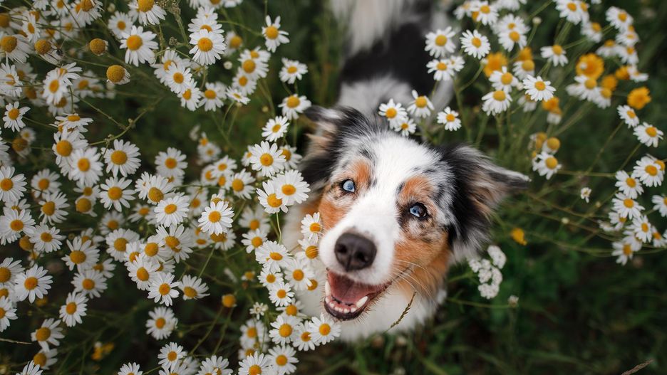 Na razie nie wiadomo, czy odkrycie węgierskich naukowców można przenieść na psy innych ras niż border collie