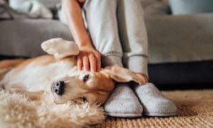 Opłata za psa. Gminy rezygnują. Resort finansów zabrał głos