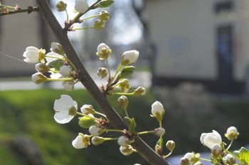 Pierwsze objawy alergii mogą poczuć nawet seniorzy