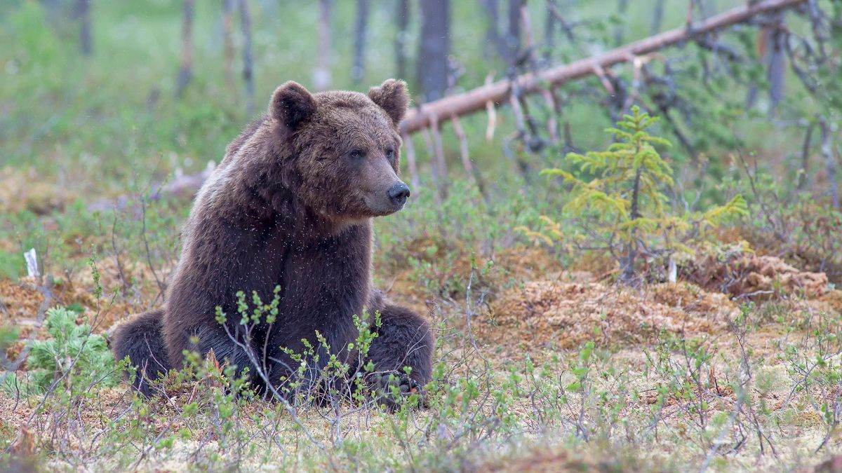 Gmina Cisna: Brak rozmów o relokacji niedźwiedzi