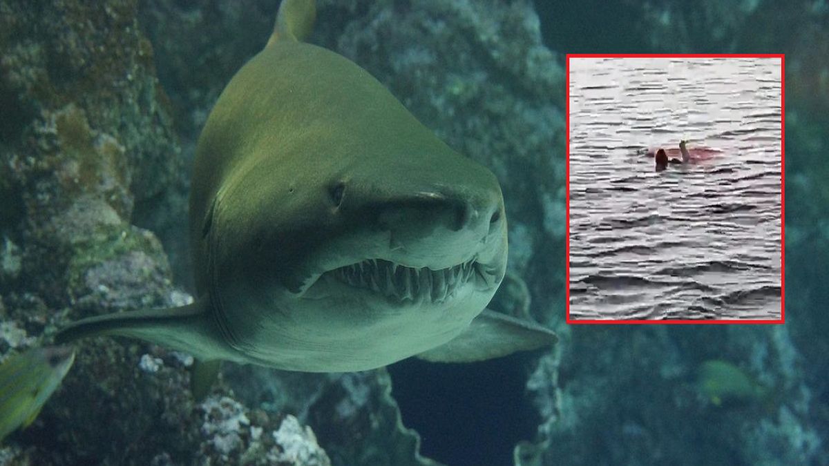 Turystkę w Egipcie zaatakował rekin. Kobieta straciła rękę i nogę. 68-latka nie żyje