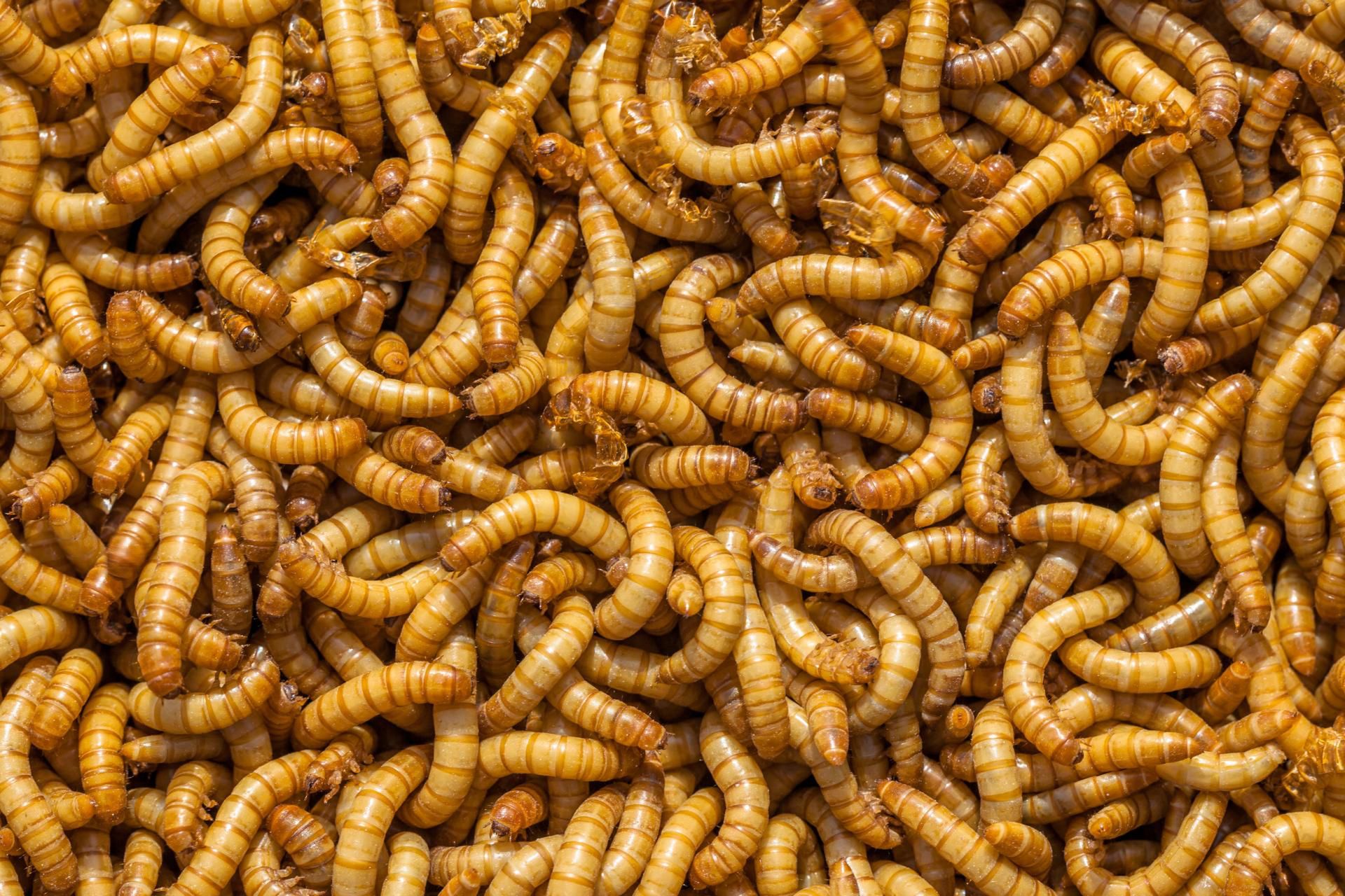 Czerwie mogą pomóc w trudno gojących się ranach