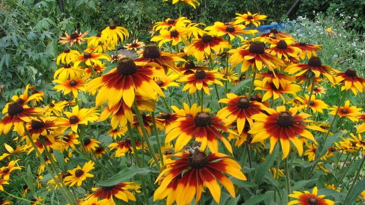 Powierzchnia lasów tropikalnych, czyli eko - zagadka 1