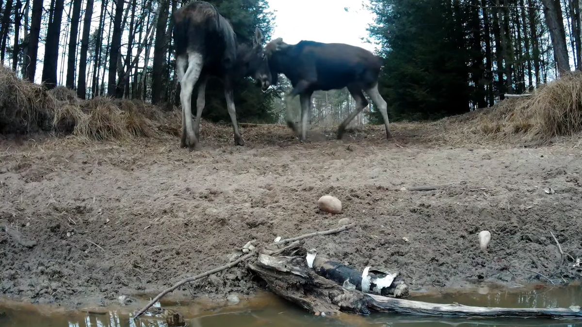 Tak wyglądały wiosenne harce łosi  