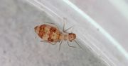 Rozmnażają się błyskawicznie. Gdy zauważysz w domu, szybko reaguj