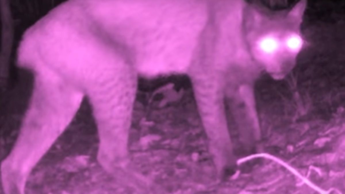 Taką scenę zarejestrowały kamery ukryte w lesie. Poznajecie, co to za zwierzę?