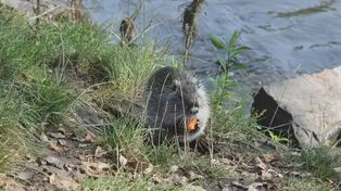 Śląskie: Kolejne nutrie wyeliminowane z województwa
