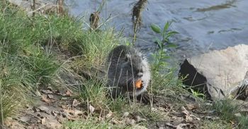 Śląskie: Kolejne nutrie wyeliminowane z województwa