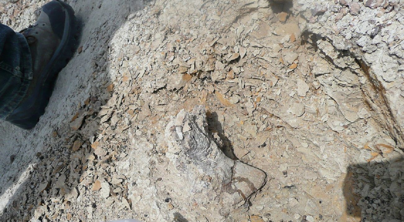 Dinozaury też chorowały na nowotwory złośliwe. Nowe badania naukowców