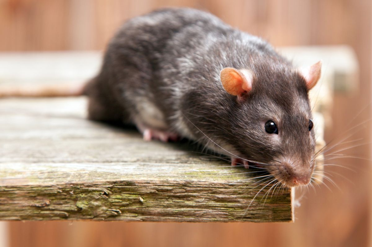 Jak odstraszyć szczury z domu?