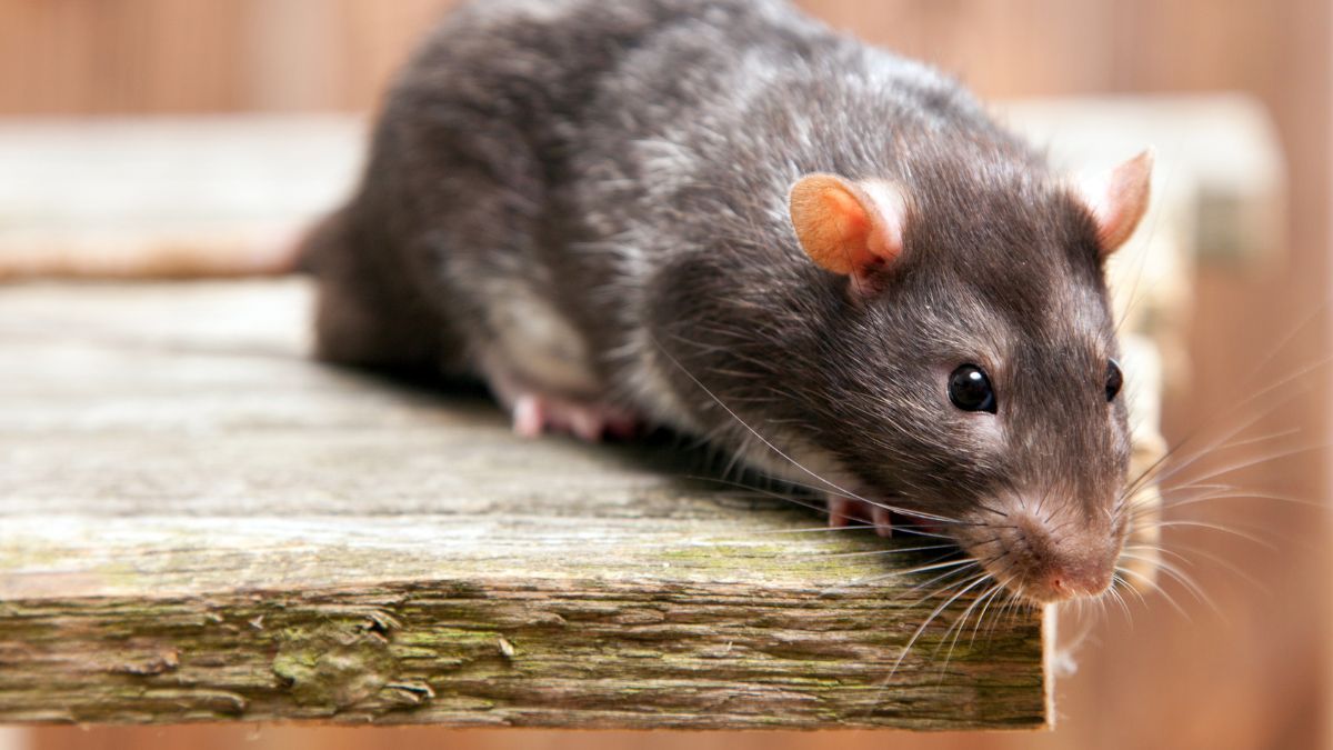 Jak odstraszyć szczury z domu?