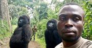Naukowcy z Oxfordu mówią, że turyści robiący selfie z gorylami zarażają je koronawirusem