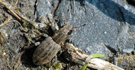 Plaga chrząszczy nad Bałtykiem. Obsiadają turystów i nie chcą zejść