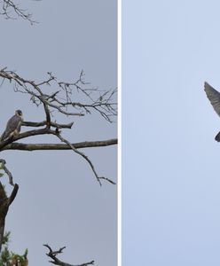 Wyjątkowy ptak znów na Mazurach. Przełomowe odkrycie leśników