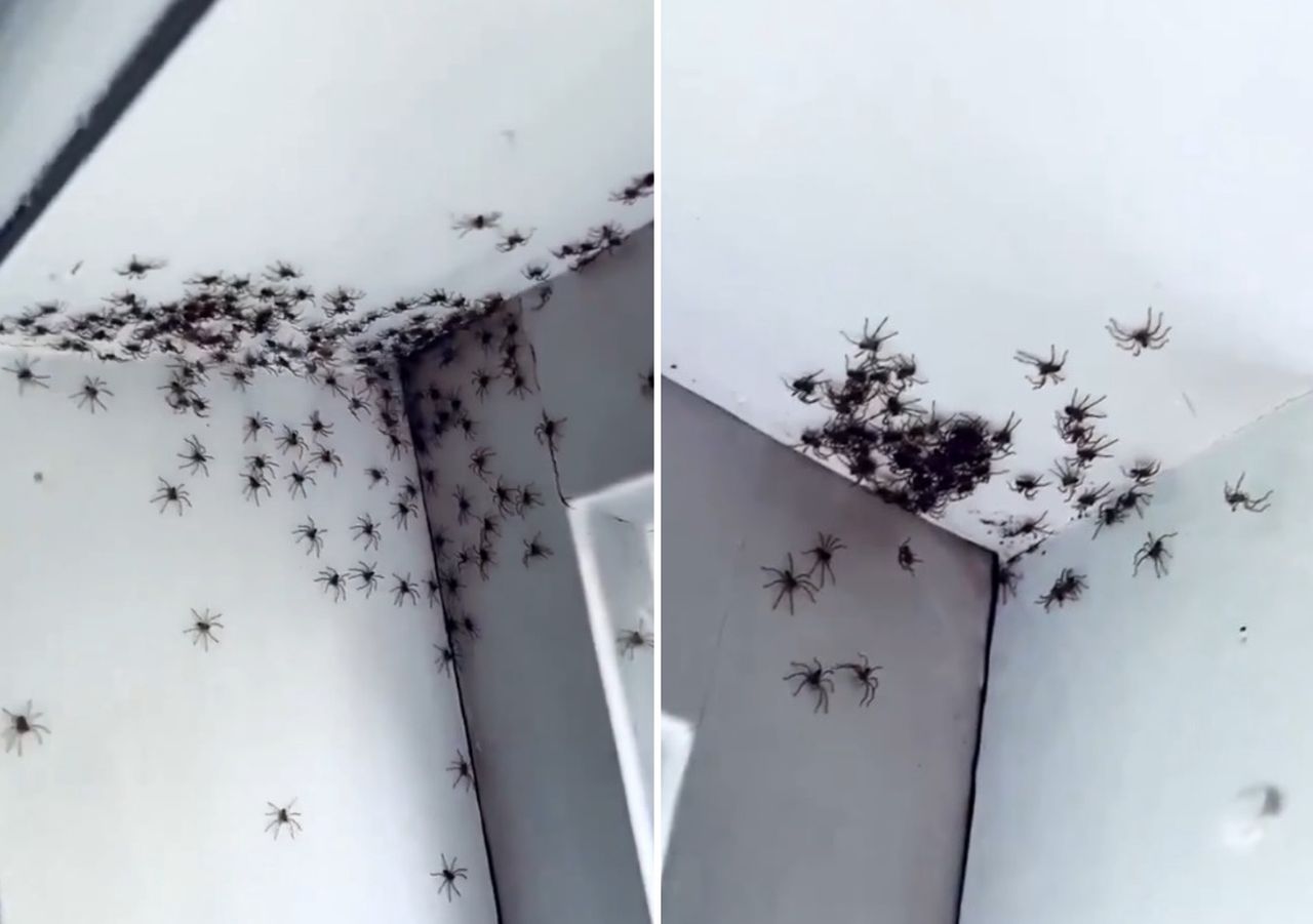 Przerażający widok. Matka odkryła skupisko pająków w sypialni córki