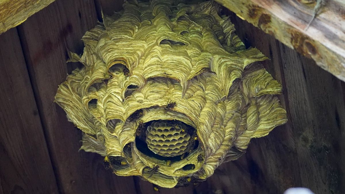 Gniazdo szerszeni zrobiło na internautach duże wrażenie