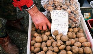 Ziemniaczany problem Polski. Tego nikt nie przewidział. "Sygnał"