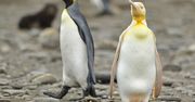 Żółty pingwin po raz pierwszy na zdjęciach. Nikt go wcześniej nie widział
