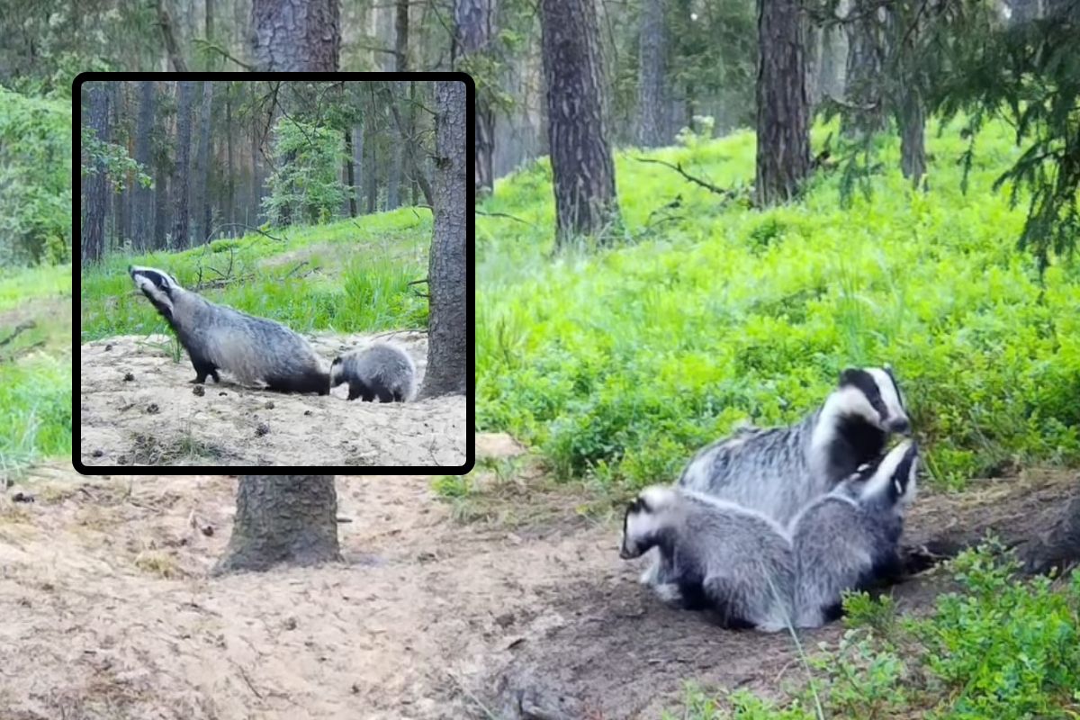 Nagrali rodzinę borsuków. Leśnicy dowodzą, że to tajemnicze zwierzęta