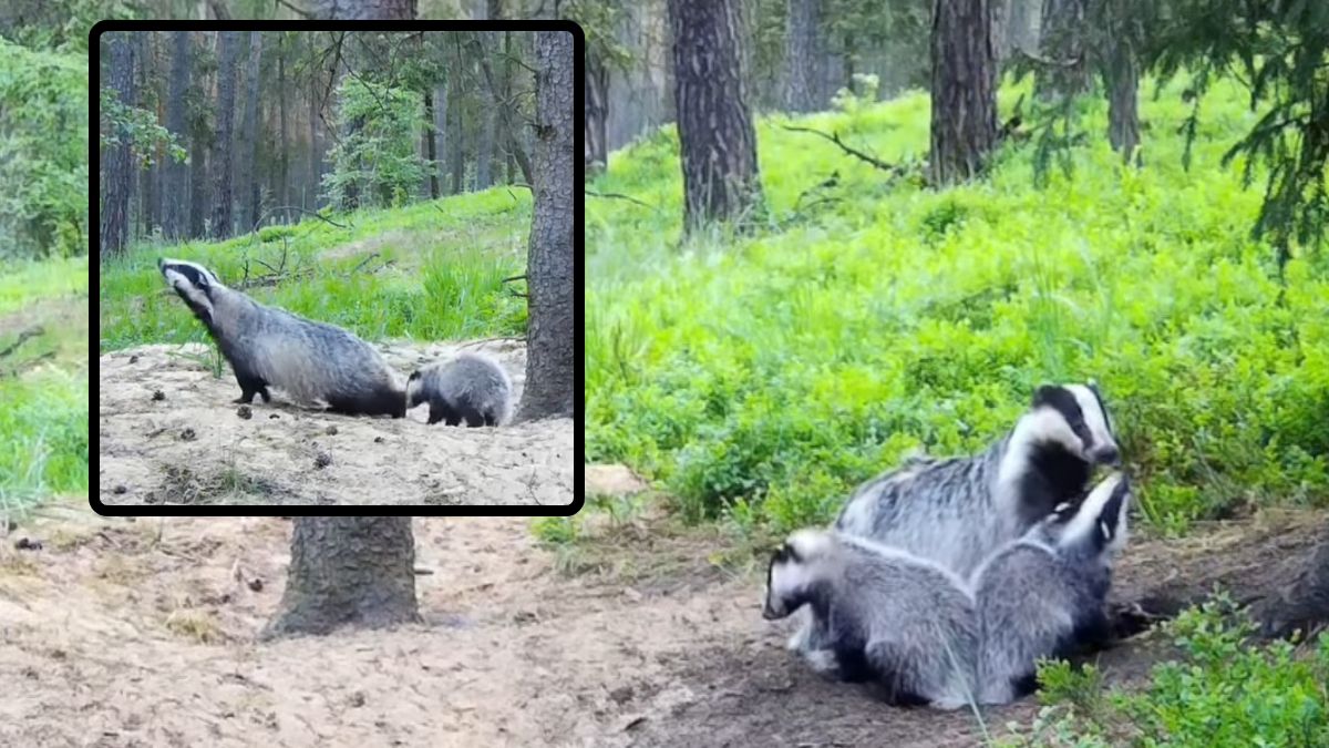 Borsuki pojawiły się w kamerze w lesie. Niecodzienne nagranie