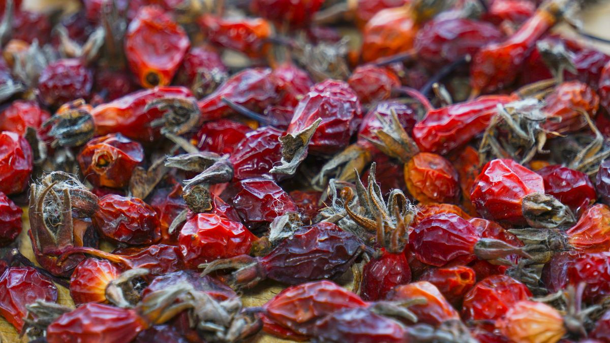 Dzika róża wpływa pozytywnie na stawy