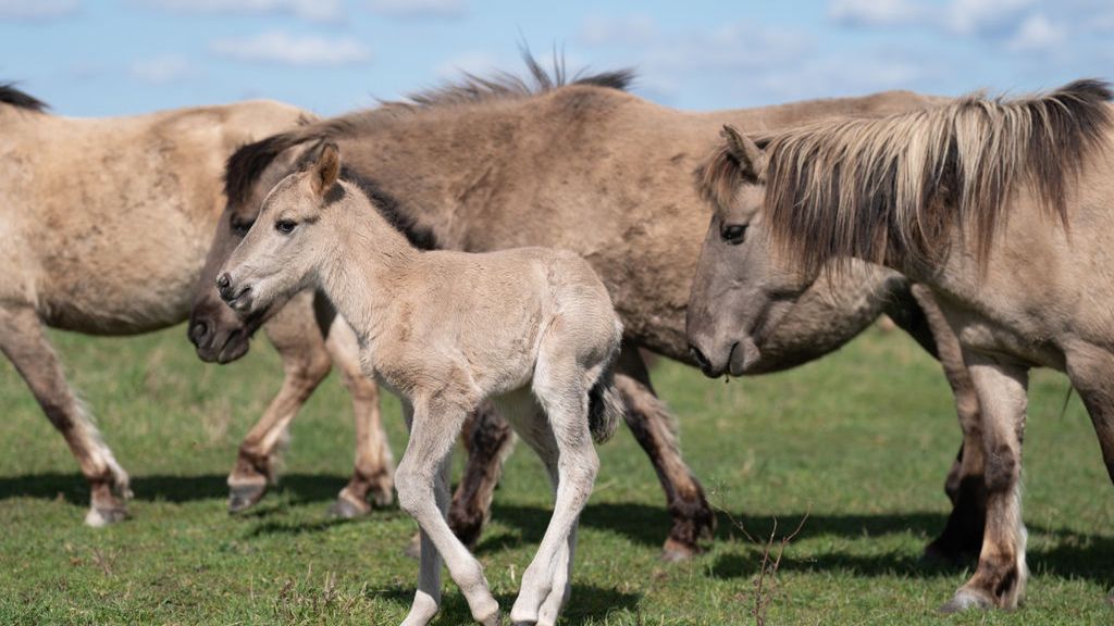 Jest nowa inicjatywa obywatelska w UE, której celem jest zakaz uboju koni