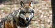 Gdańsk: Walczą o wilczycę. Kierowca potrącił ją na obwodnicy i uciekł