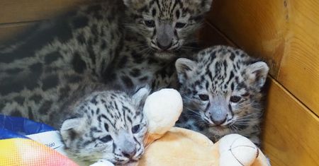 Potrójna radość w warszawskim zoo. Mają po ponad 4 kg i już rozrabiają