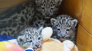 Potrójna radość w warszawskim ZOO. Mają po ponad 4 kg i już rozrabiają
