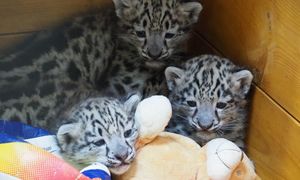 Potrójna radość w warszawskim ZOO. Mają po ponad 4 kg i już rozrabiają